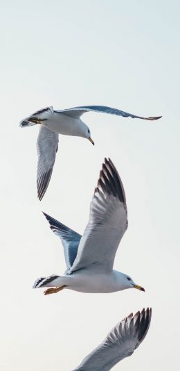 [2436x1125]鸟 飞翔 翅膀 天空 苹果手机壁纸图片