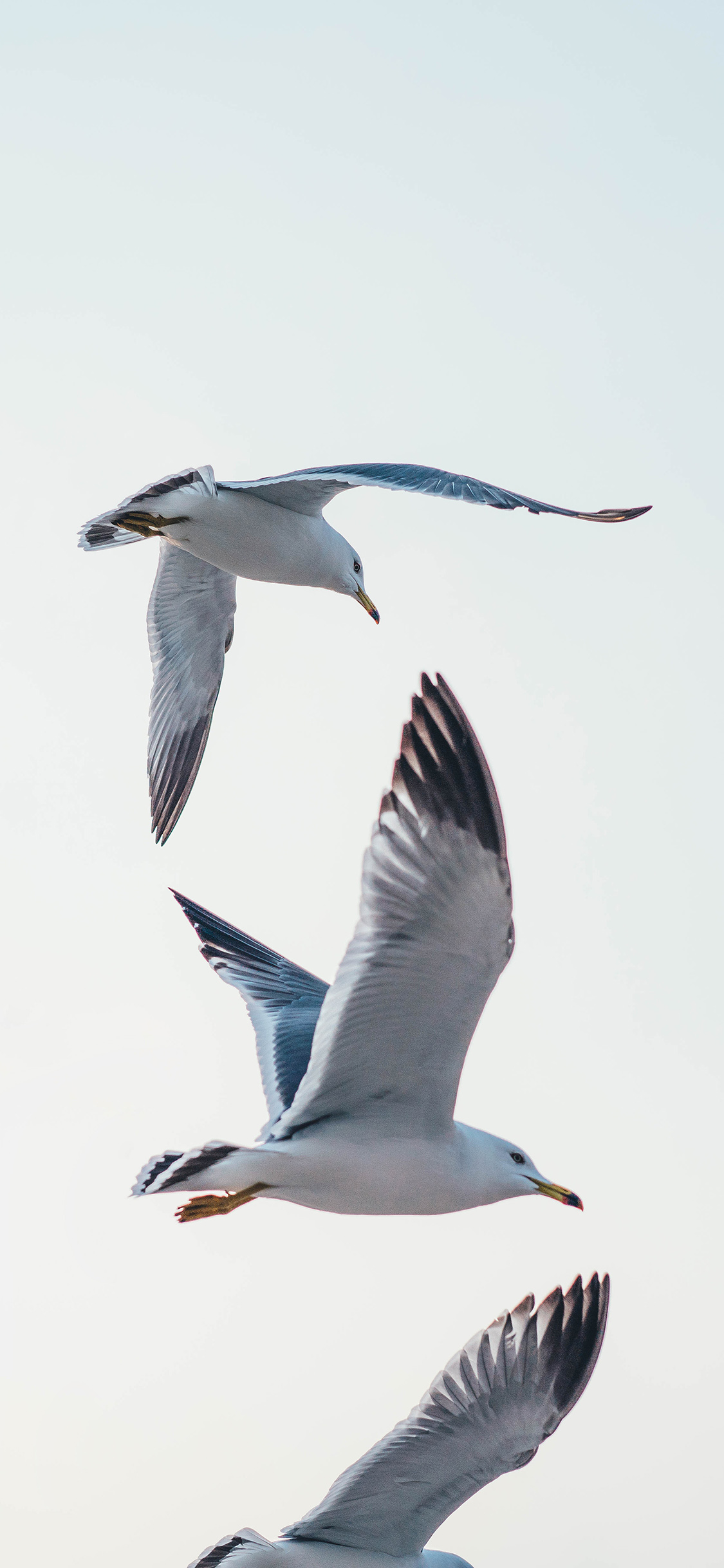 [2436×1125]鸟 飞翔 翅膀 天空 苹果手机壁纸图片