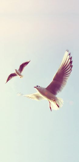 [2436x1125]鸟 飞翔 翅膀 天空 羽毛 苹果手机壁纸图片
