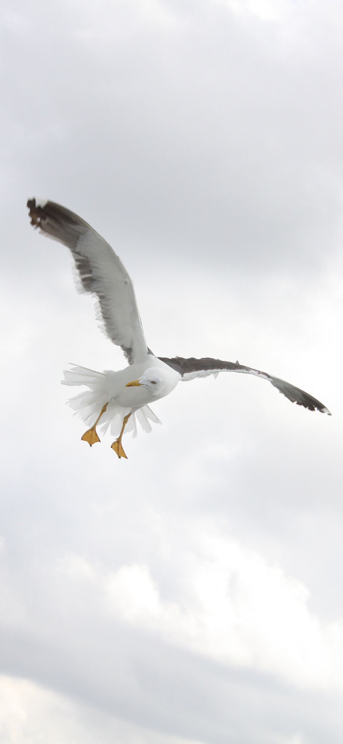 [2436×1125]鸟 飞翔 翅膀 高空 苹果手机壁纸图片