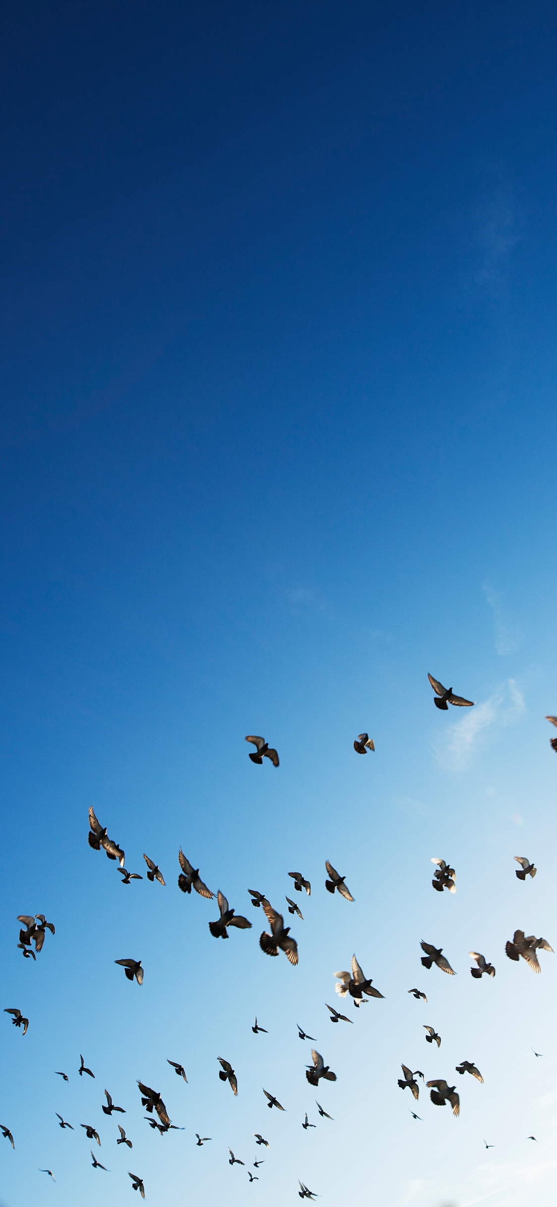 [2436×1125]鸟 飞翔 蓝天 太空 翅膀 苹果手机壁纸图片