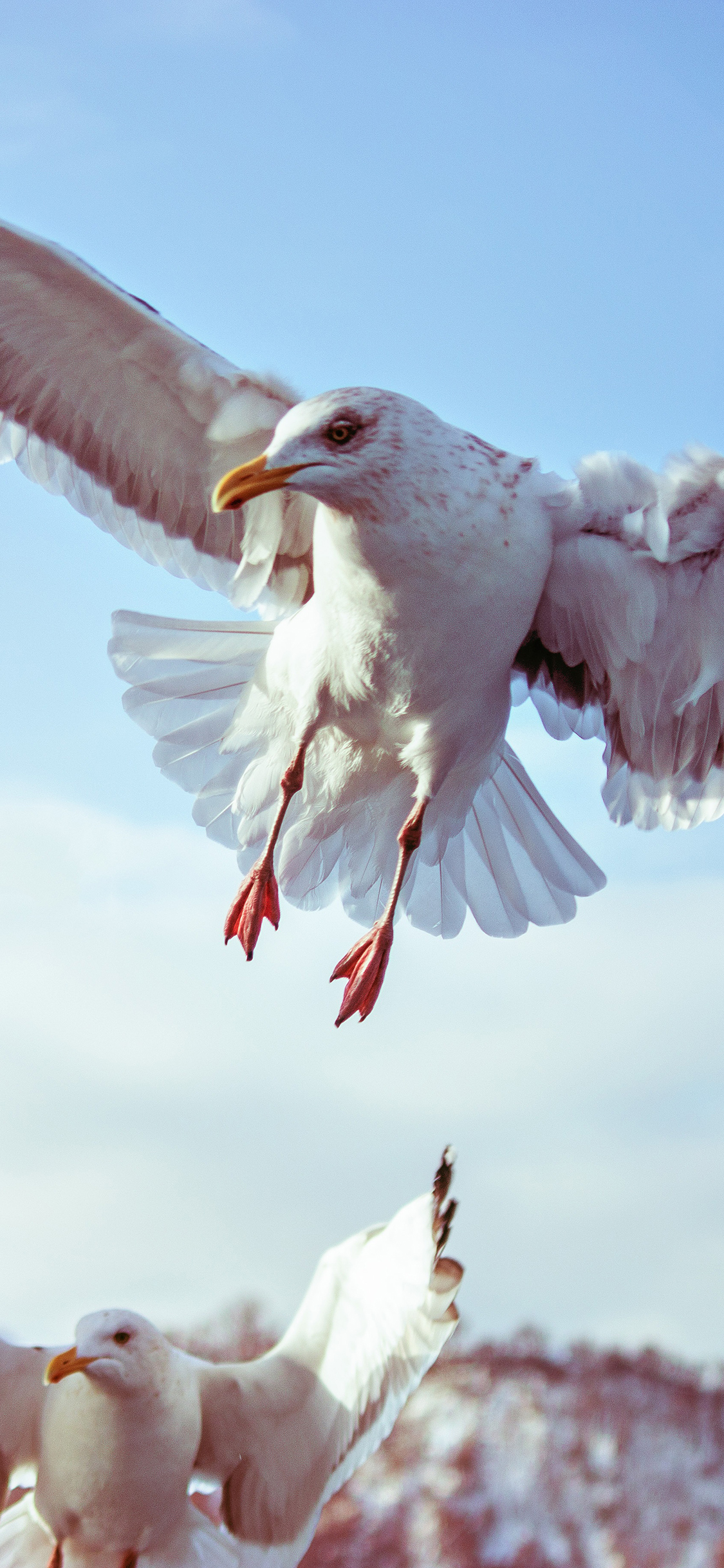 [2436×1125]鸟 飞行 天空 吃饱 苹果手机壁纸图片