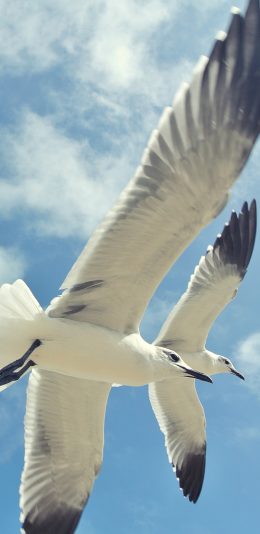 [2436x1125]鸟 飞行 翅膀 天空 苹果手机壁纸图片