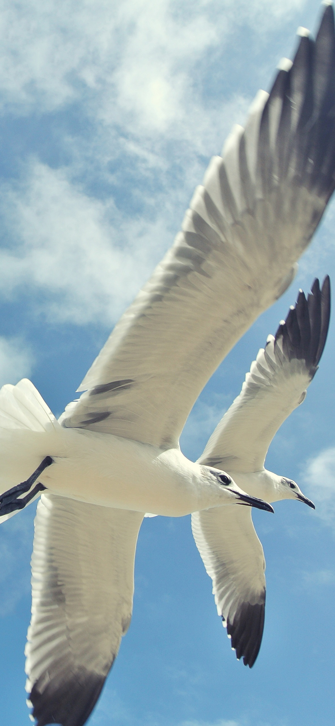 [2436×1125]鸟 飞行 翅膀 天空 苹果手机壁纸图片