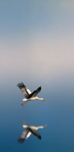 [2436x1125]鸟 飞行 翅膀 水面 蓝色 苹果手机壁纸图片