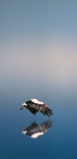 [2436x1125]鸟 飞行 翅膀 水面 蓝色 倒影 苹果手机壁纸图片