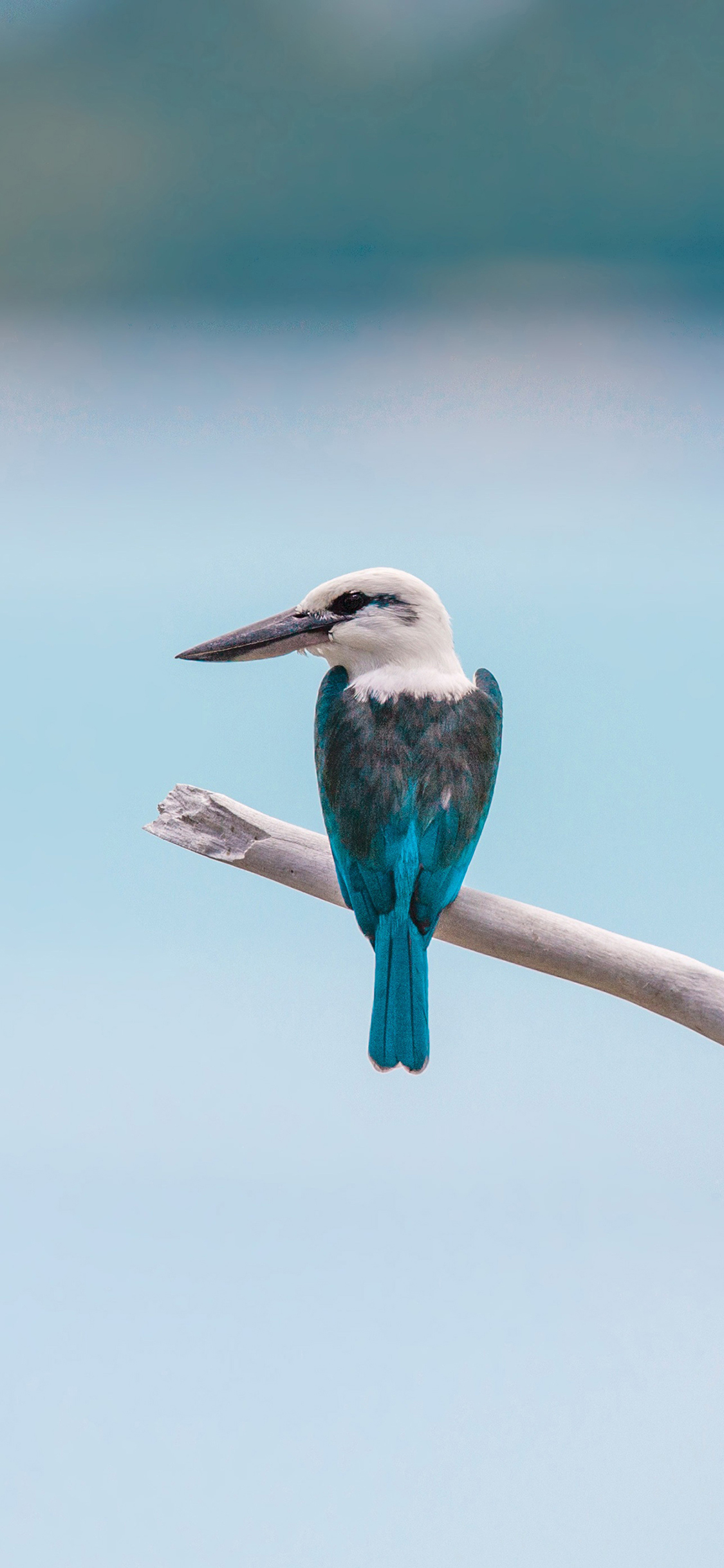 [2436×1125]鸟 飞行 飞行动物 站立枝头 苹果手机壁纸图片