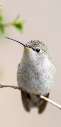 [2436x1125]鸟 飞行动物 站立 枝头 大自然 苹果手机壁纸图片