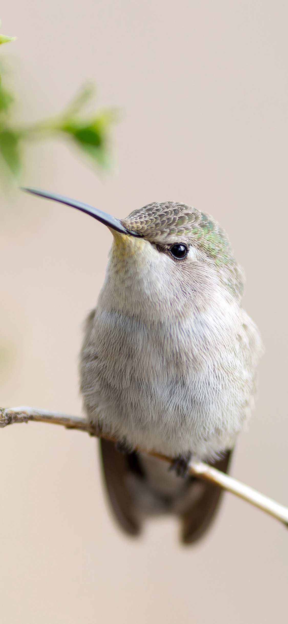 [2436×1125]鸟 飞行动物 站立 枝头 大自然 苹果手机壁纸图片