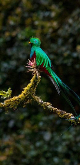 [2436x1125]鸟 飞鸟 羽毛 羽冠 树枝 苹果手机壁纸图片