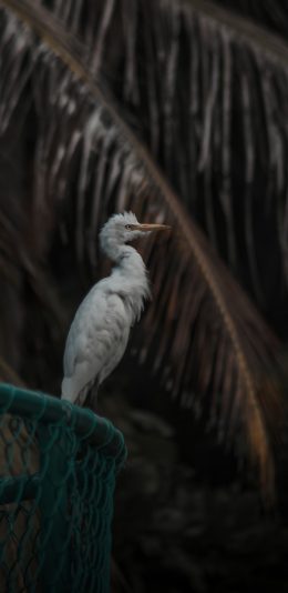 [2436x1125]鸟 飞鸟 羽毛 飞禽 苹果手机壁纸图片