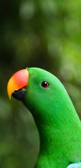 [2436x1125]鸟 鲜艳 鹦鹉 羽毛 苹果手机壁纸图片