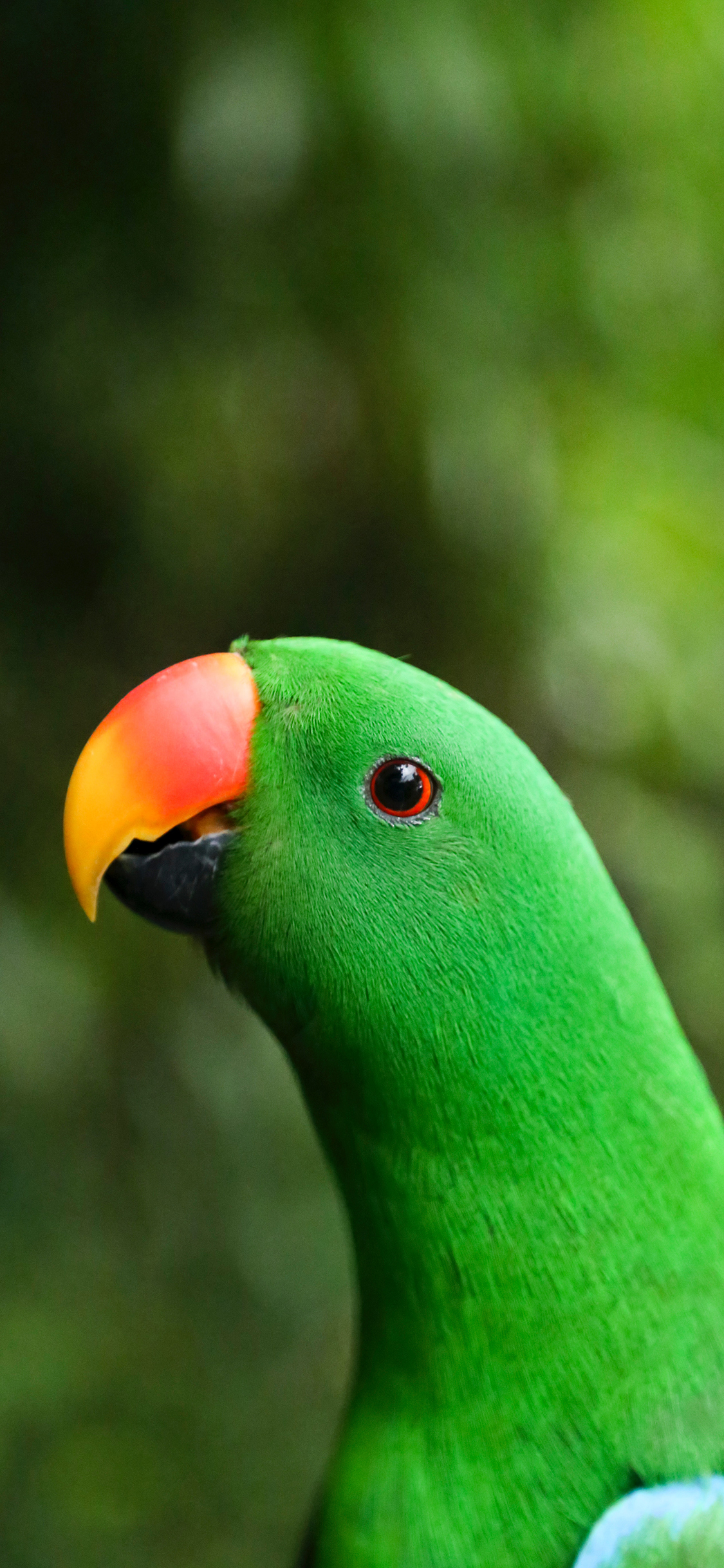 [2436×1125]鸟 鲜艳 鹦鹉 羽毛 苹果手机壁纸图片