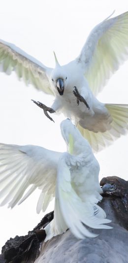 [2436x1125]鸟 鹦鹉 飞鸟 斗争 苹果手机壁纸图片