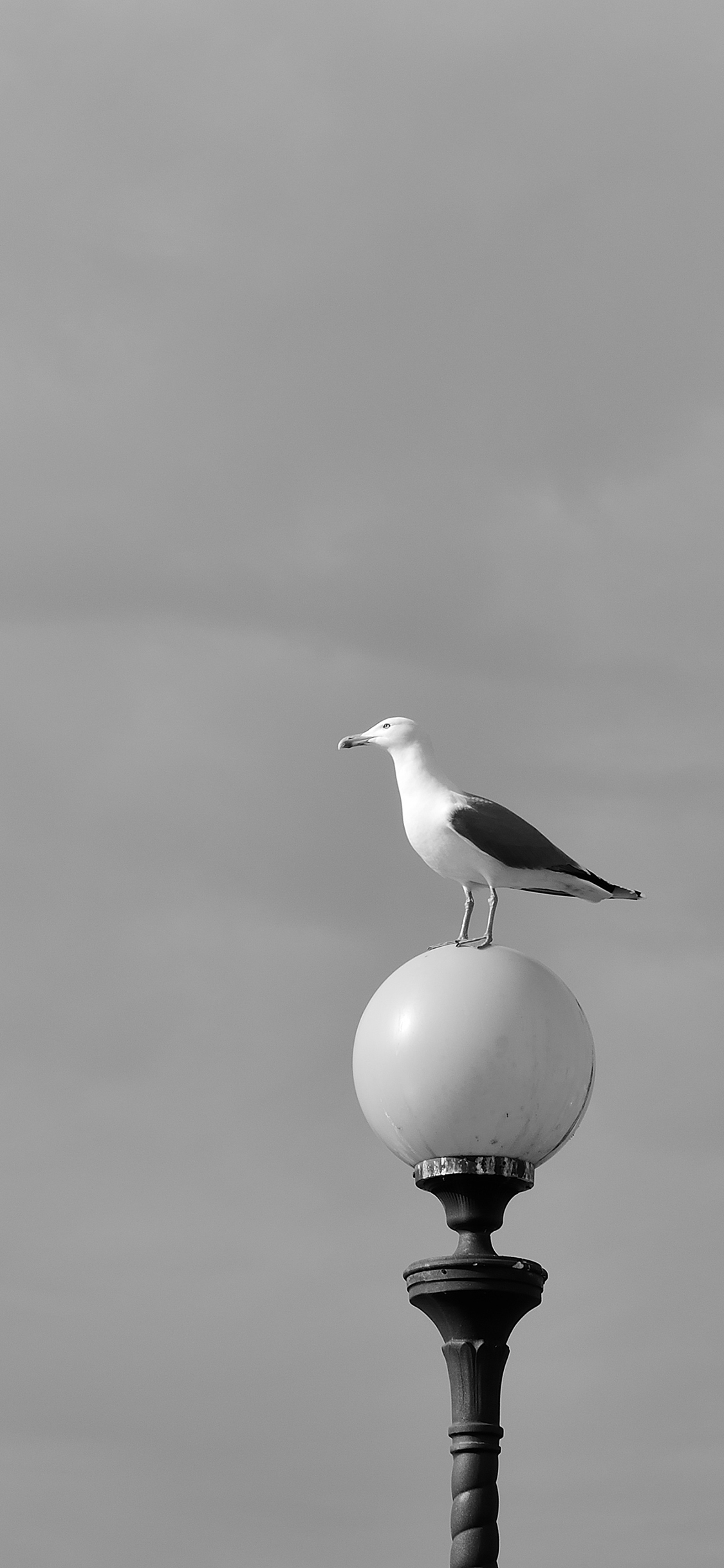 [2436×1125]鸟 黑白 灯 动物 苹果手机壁纸图片