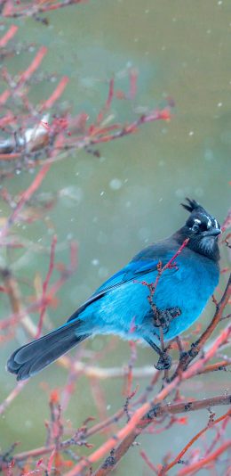 [2436x1125]鸟科 暗冠蓝鸦 蓝色羽毛 栖息 苹果手机壁纸图片