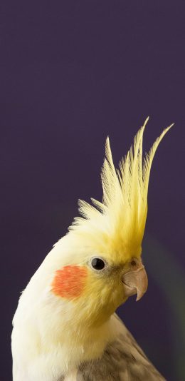 [2436x1125]鸟科 玄凤鹦鹉 黄色 苹果手机壁纸图片