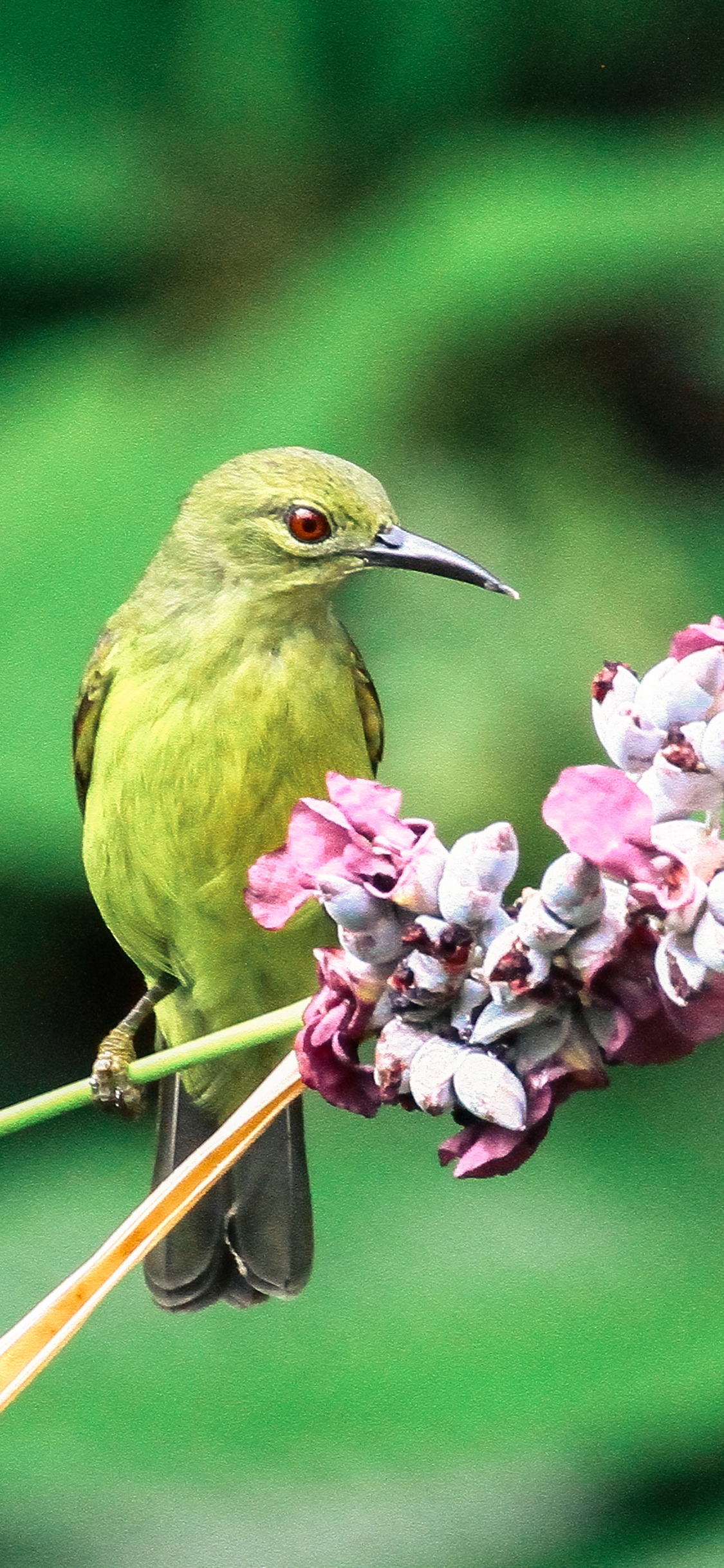 [2436×1125]鸟科 蓝枕花蜜鸟 鲜花 苹果手机壁纸图片
