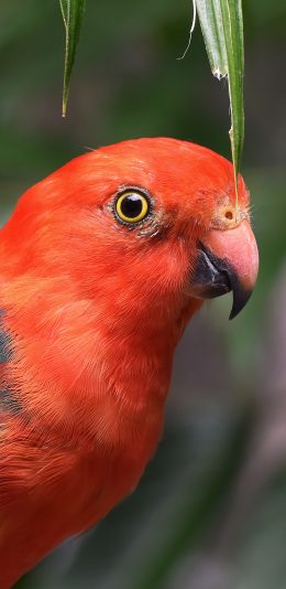 [2436x1125]鸟科 鹦鹉 红绿 聪明 苹果手机壁纸图片