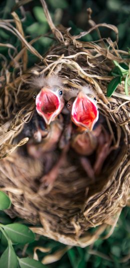 [2436x1125]鸟窝 小鸟 喂食 树丛 苹果手机壁纸图片