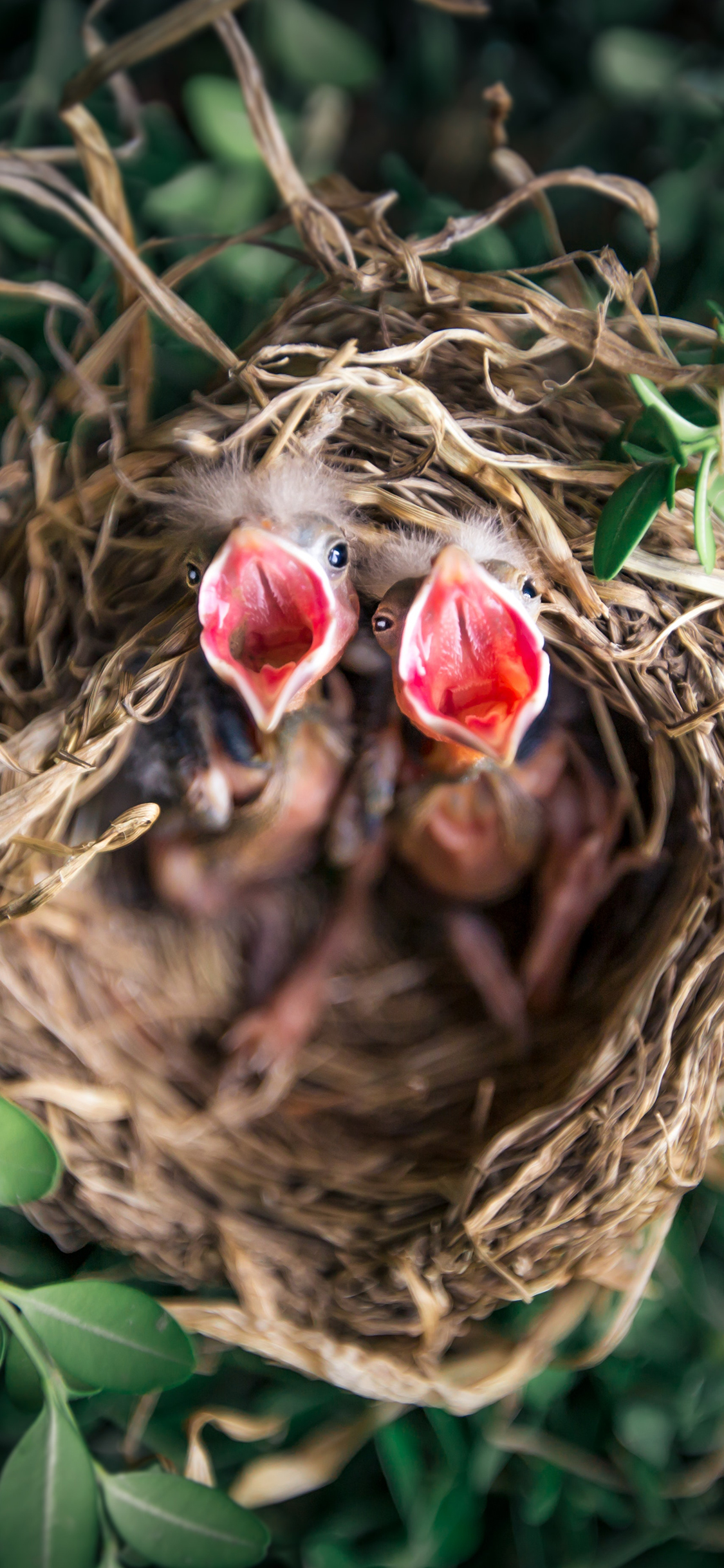 [2436×1125]鸟窝 小鸟 喂食 树丛 苹果手机壁纸图片