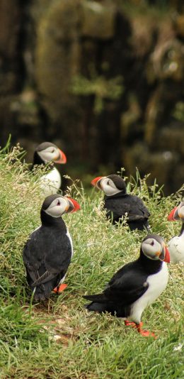 [2436x1125]鸟类 北极海鸥 海鸟 草地 苹果手机壁纸图片