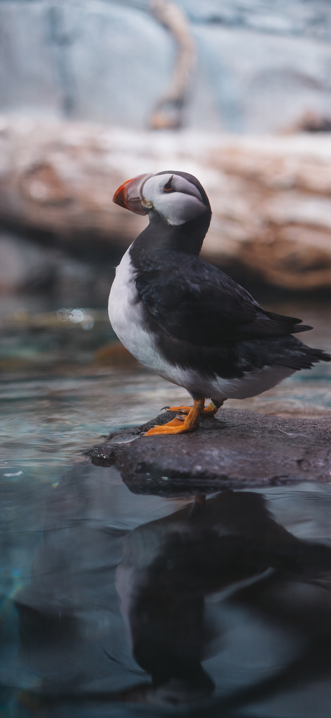 [2436×1125]鸟类 北极海鸥 飞禽 苹果手机壁纸图片