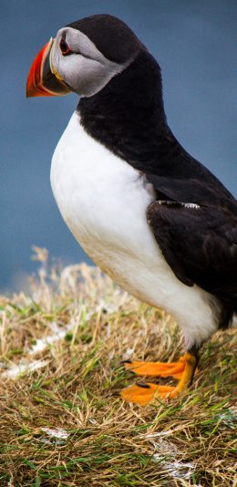 [2436x1125]鸟类 北极海鹦 海鸟 苹果手机壁纸图片