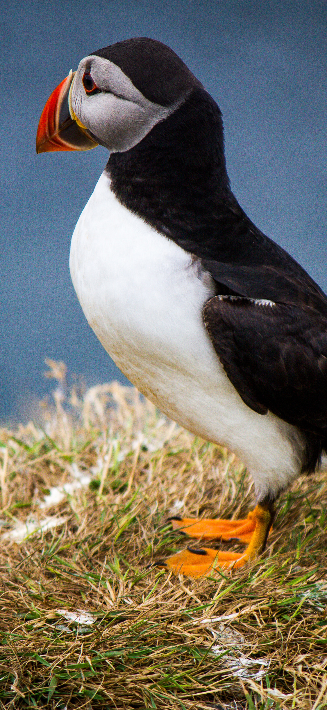 [2436×1125]鸟类 北极海鹦 海鸟 苹果手机壁纸图片