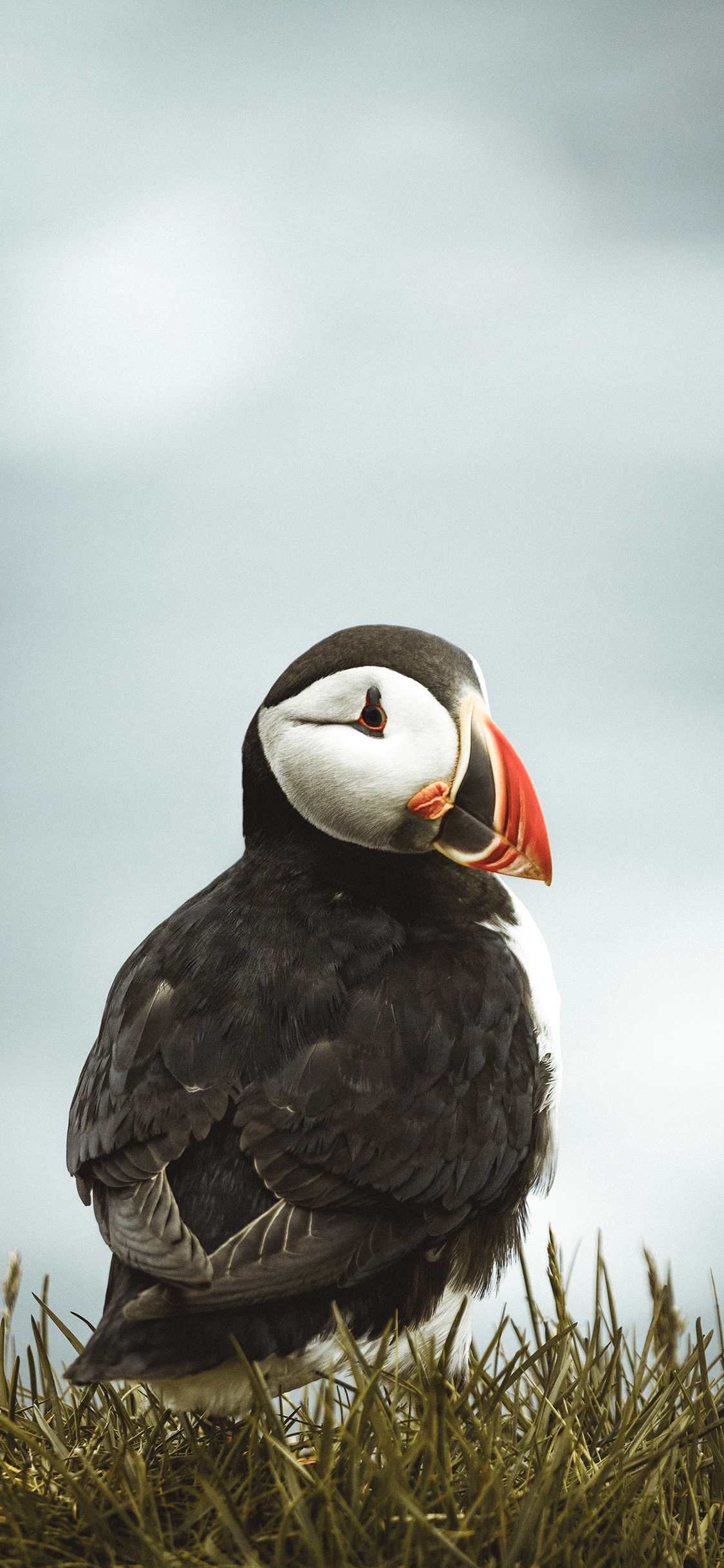 [2436×1125]鸟类 北极海鹦 草地 飞鸟 苹果手机壁纸图片