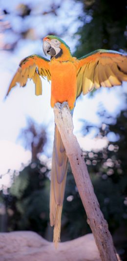 [2436x1125]鸟类 宠物 鹦鹉 羽毛 苹果手机壁纸图片