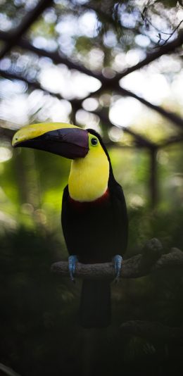 [2436x1125]鸟类 巨嘴鸟 鵎鵼 树枝 苹果手机壁纸图片