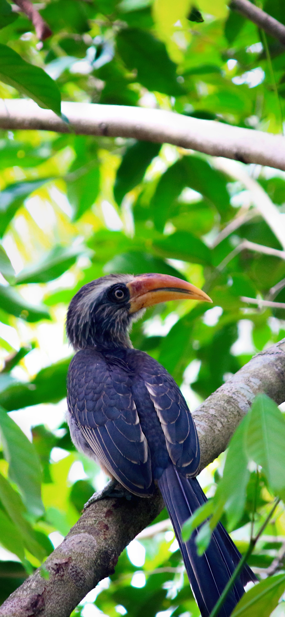 [2436×1125]鸟类 树枝 灰犀鸟 枝叶 苹果手机壁纸图片