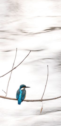 [2436x1125]鸟类 树枝 站立 羽毛 苹果手机壁纸图片