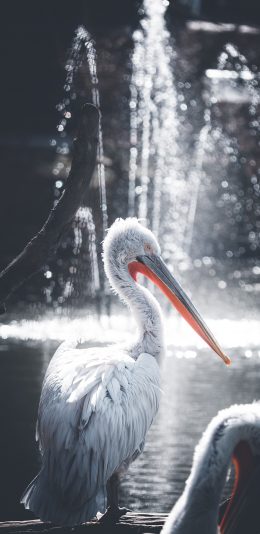 [2436x1125]鸟类 水鸟 卷羽鹈鹕 水花 苹果手机壁纸图片