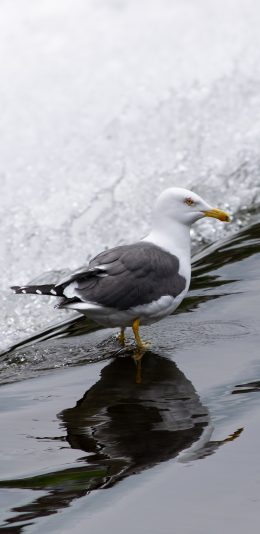 [2436x1125]鸟类 水鸟 海浪 沙滩 苹果手机壁纸图片