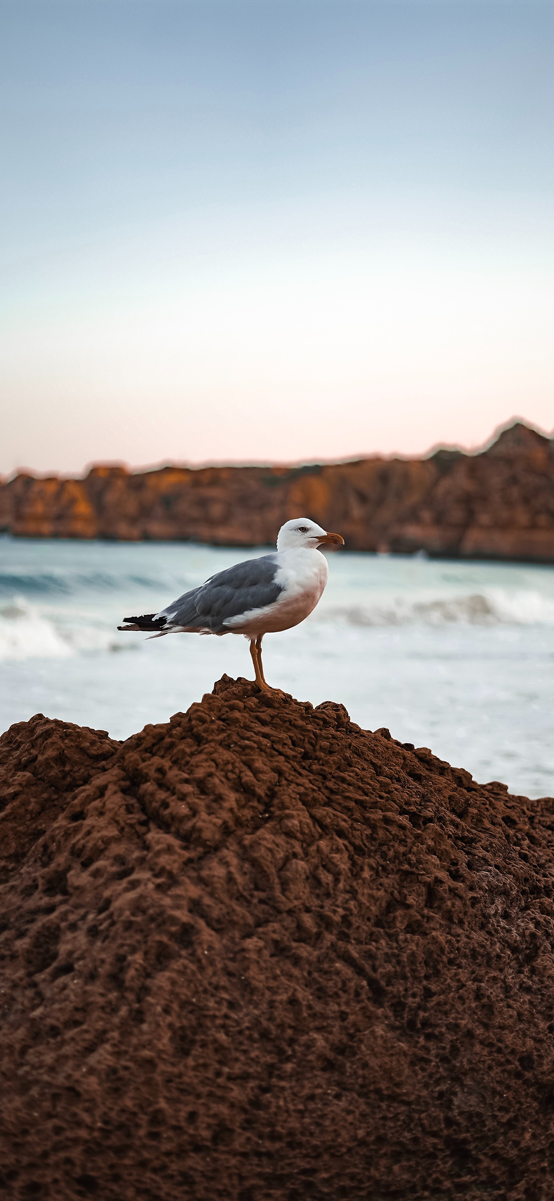 [2436×1125]鸟类 海岸 礁石 站立 苹果手机壁纸图片