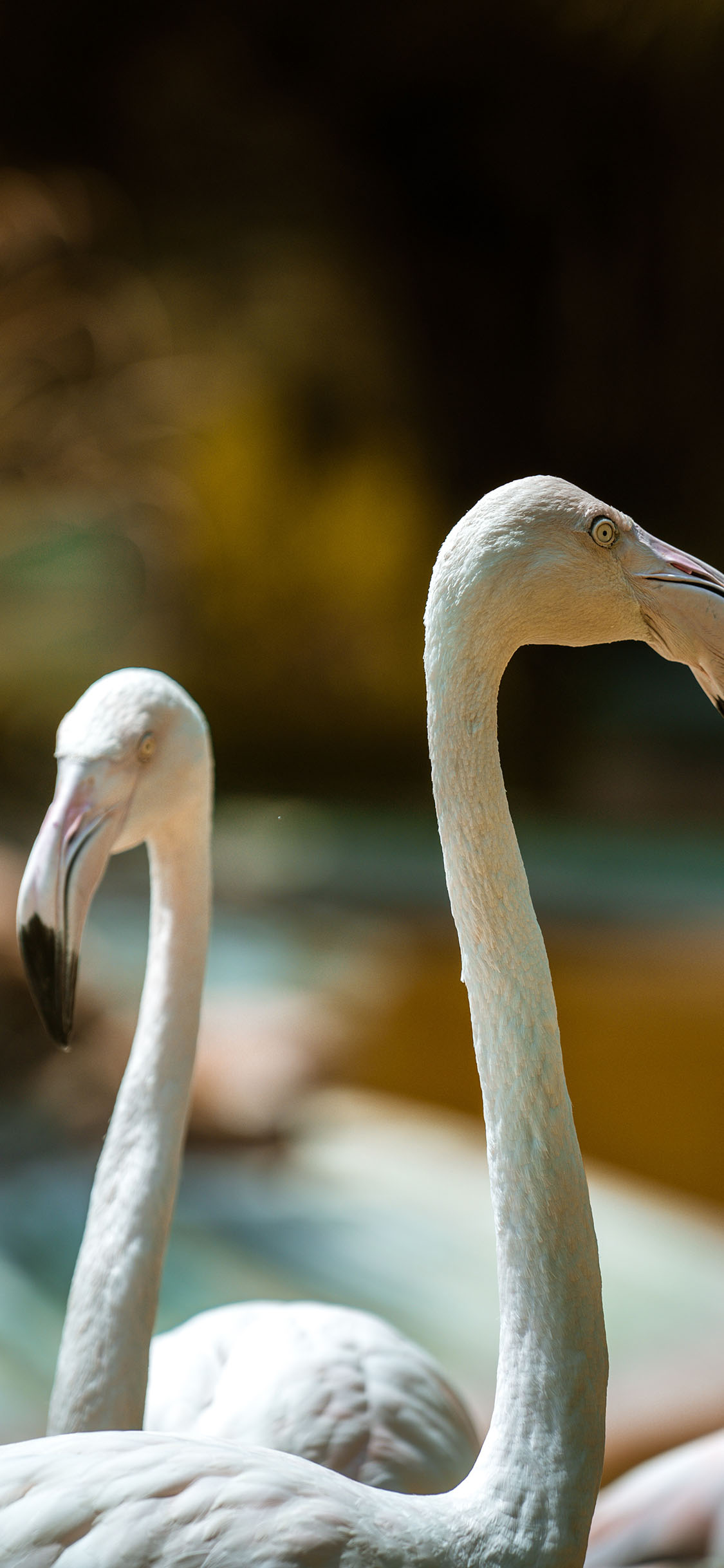 [2436×1125]鸟类 火烈鸟 飞禽 苹果手机壁纸图片