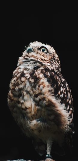 [2436x1125]鸟类 猫头鹰 夜视 羽毛 苹果手机壁纸图片