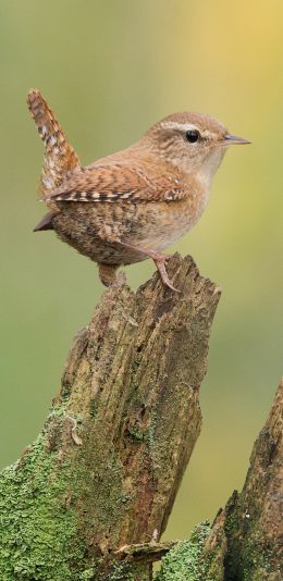 [2436x1125]鸟类 站立 小鸟 袖珍 苹果手机壁纸图片