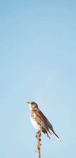 [2436x1125]鸟类 站立 枝头 蔚蓝 苹果手机壁纸图片