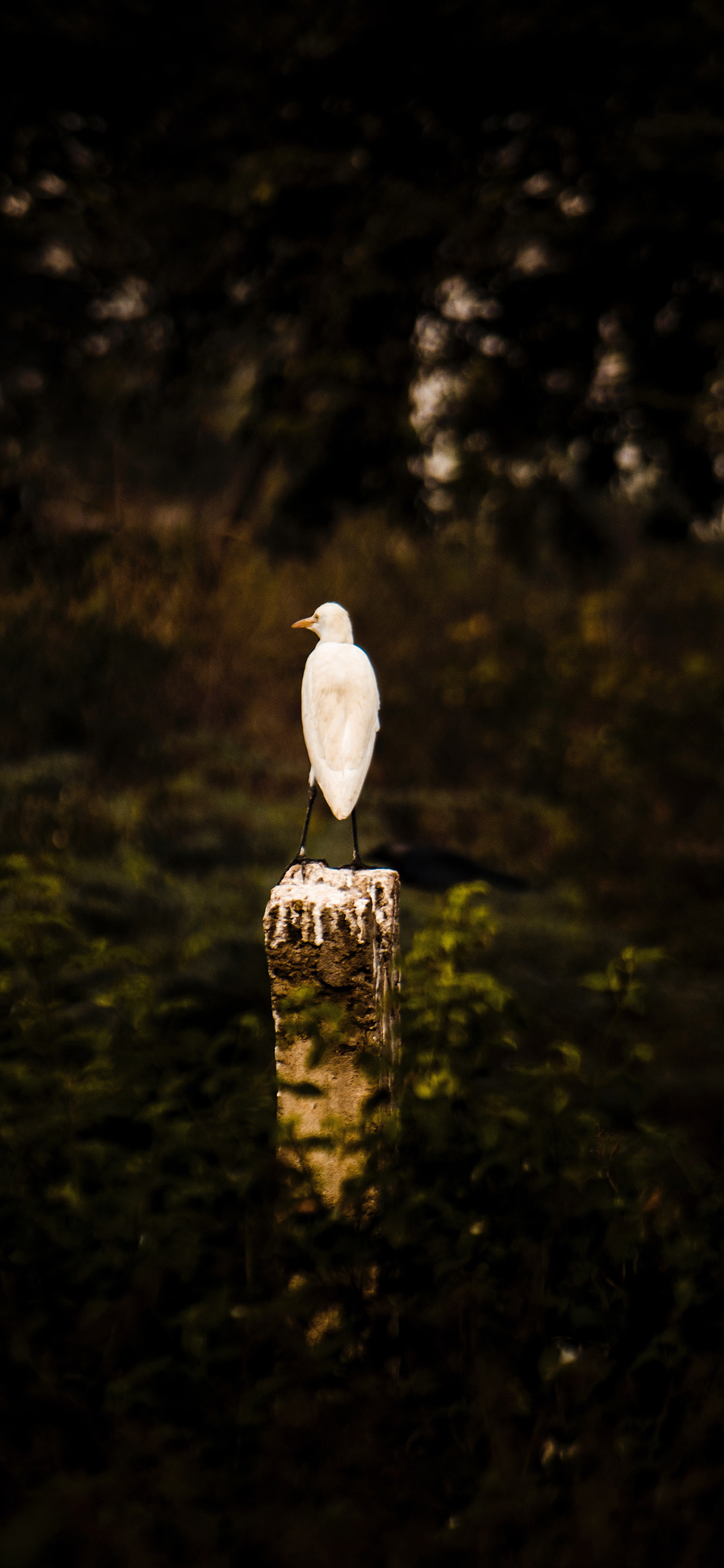 [2436×1125]鸟类 站立 羽毛 洁白 苹果手机壁纸图片