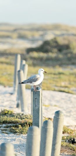 [2436x1125]鸟类 站立 飞禽 野外 苹果手机壁纸图片