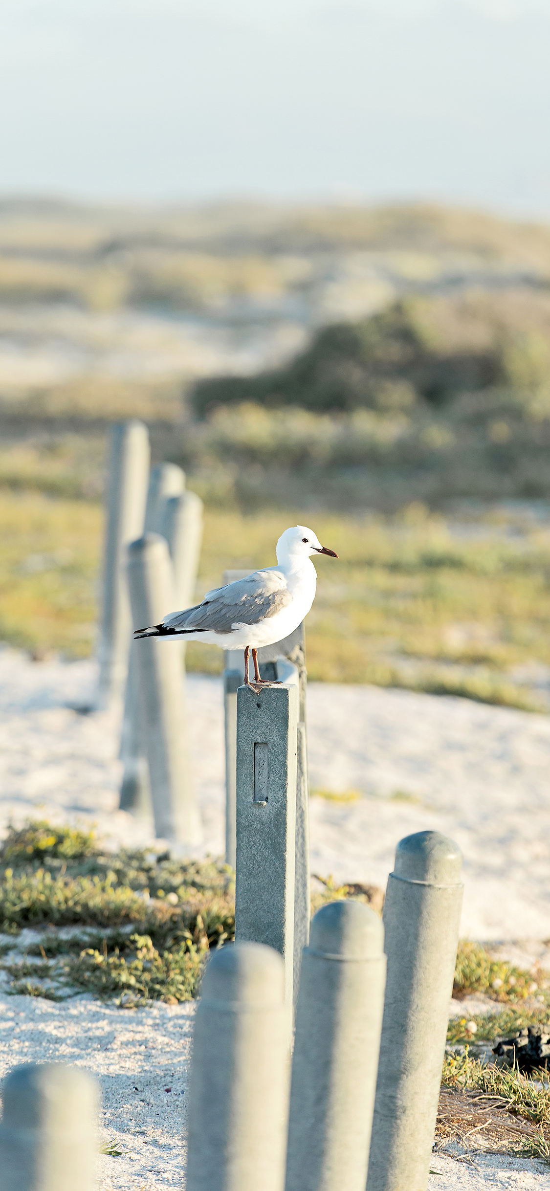[2436×1125]鸟类 站立 飞禽 野外 苹果手机壁纸图片