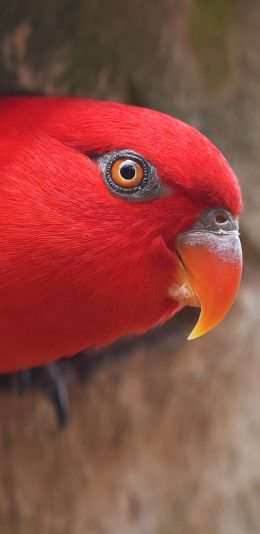 [2436x1125]鸟类 红鹦鹉 迷你 机灵 苹果手机壁纸图片