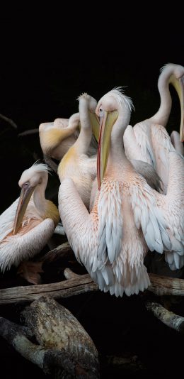 [2436x1125]鸟类 群居 翅膀 水鸟 苹果手机壁纸图片