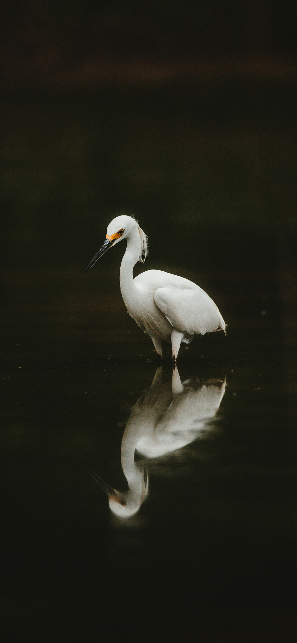 [2436×1125]鸟类 羽毛 河岸 倒映 苹果手机壁纸图片