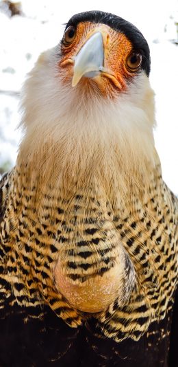 [2436x1125]鸟类 羽毛 老鹰 缘 苹果手机壁纸图片