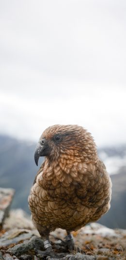 [2436x1125]鸟类 羽毛 饲养 钢环 苹果手机壁纸图片