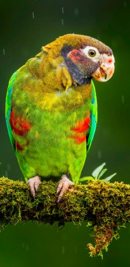 [2436x1125]鸟类 羽毛 鲜艳 树枝 站立 鹦鹉 苹果手机壁纸图片